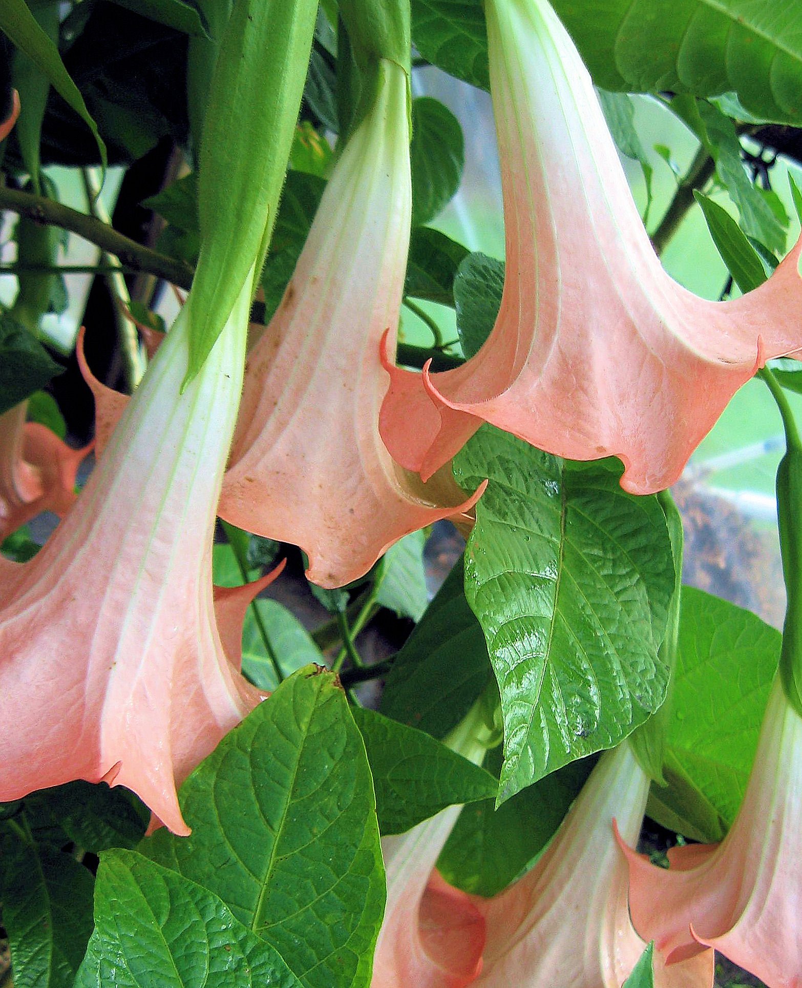 Amazon.com : Cherub - Dwarf Brugmansia Hybrid Angels Trumpet